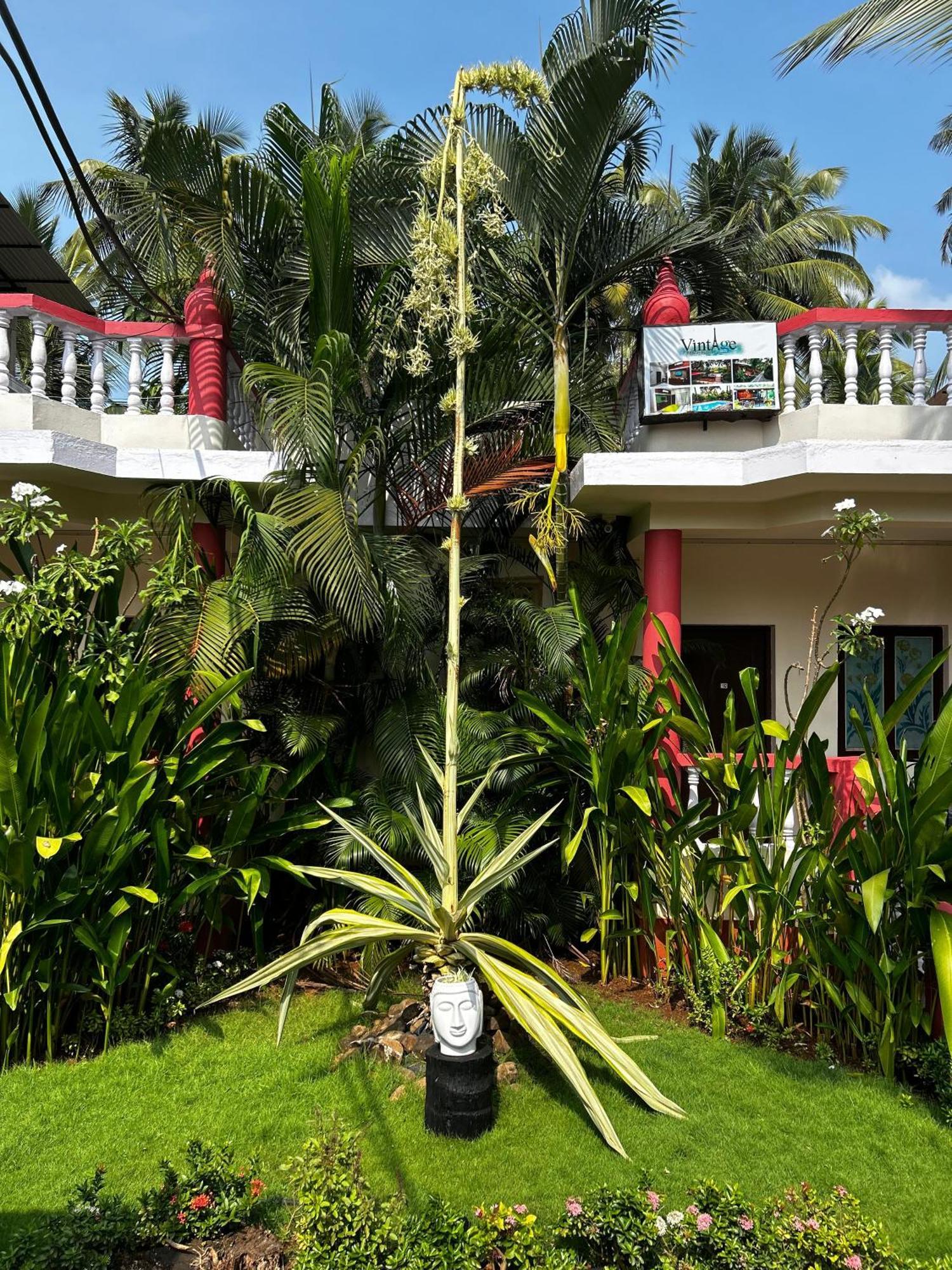 Vintage Beach Resort Agonda Εξωτερικό φωτογραφία